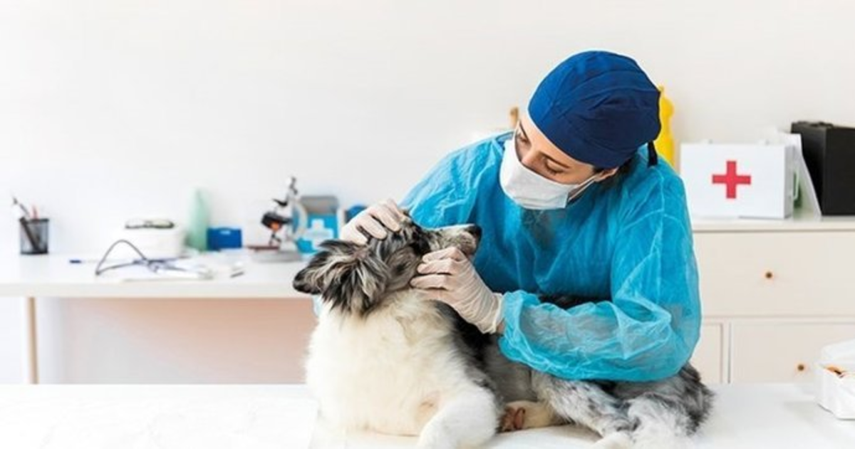 Bursa 7/24 Acil Veteriner Hizmetimiz