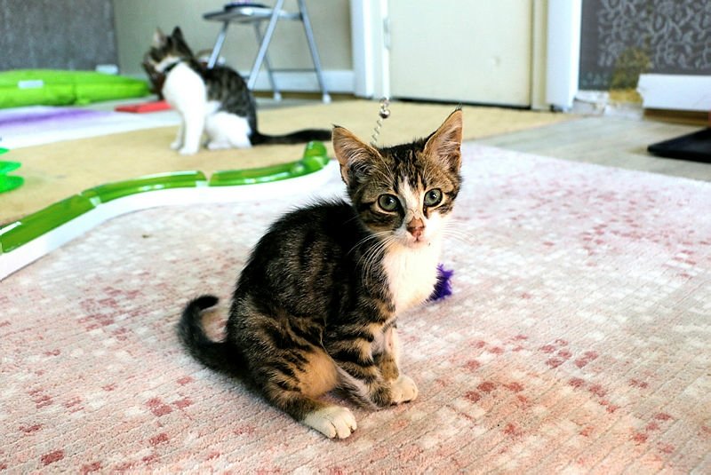 Bursa Kedi Oteli Fiyatları