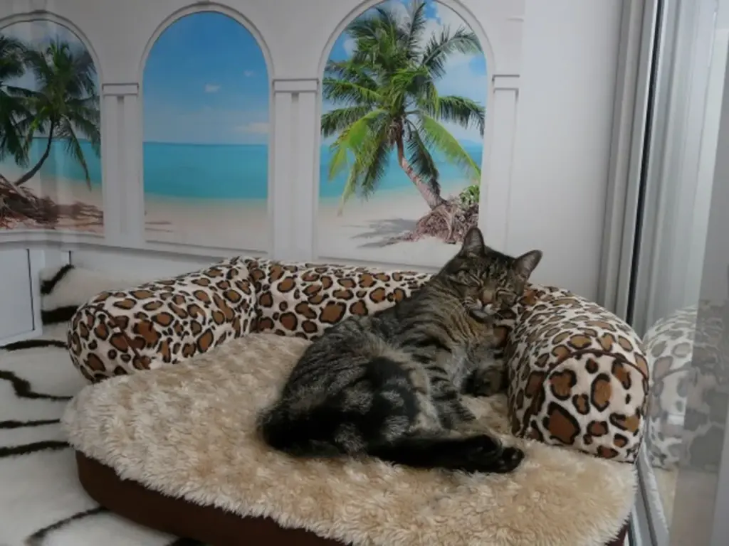 Bursa Lüks Kedi Oteli